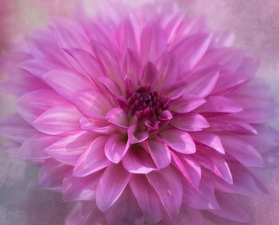 Flower Photograph - Glowing Dahlia by Kim Hojnacki