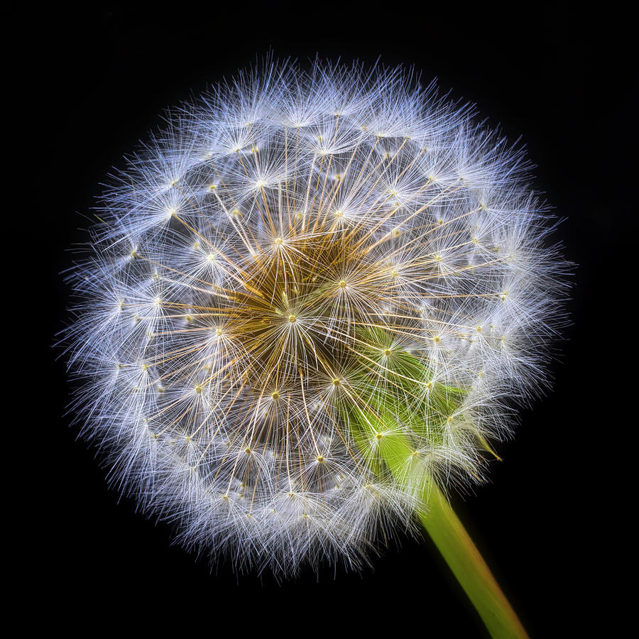Glowing Dandelion Photograph by Garry Gay
