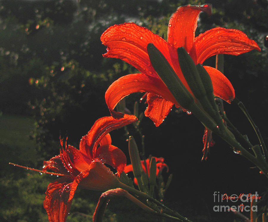 Glowing Day Lilies Photograph by Donna Brown