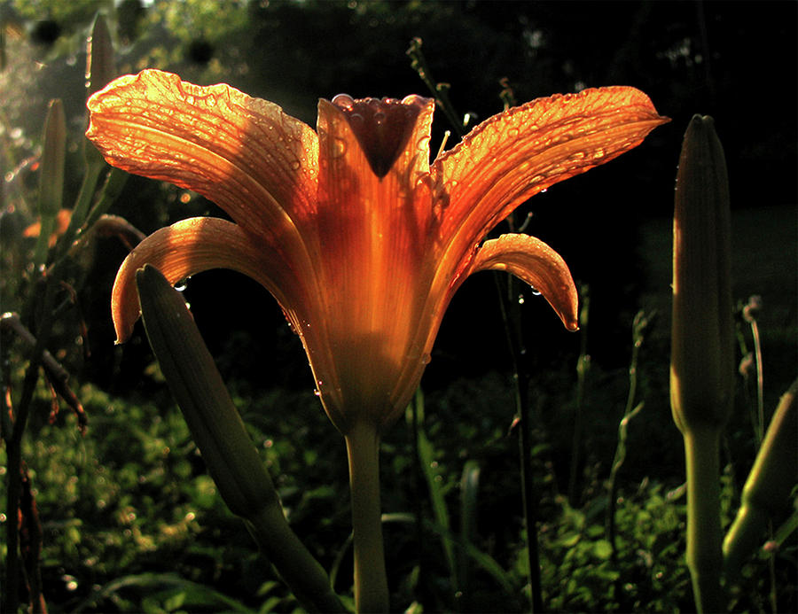 Glowing Day Lily Photograph by Donna Brown