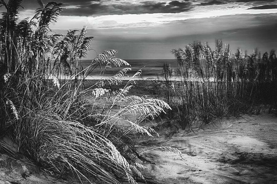 Glowing Dunes Before Sunrise on the Outer Banks BW Photograph by Dan Carmichael