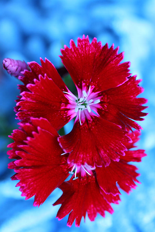 Glowing Edges Dianthus Photograph by Tammy Pool