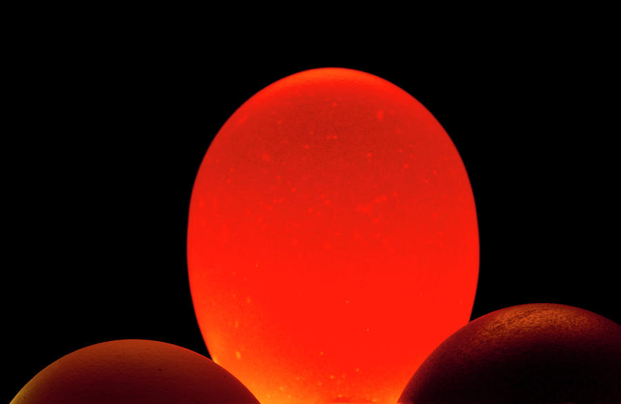 Glowing Egg Photograph by Gary De Capua