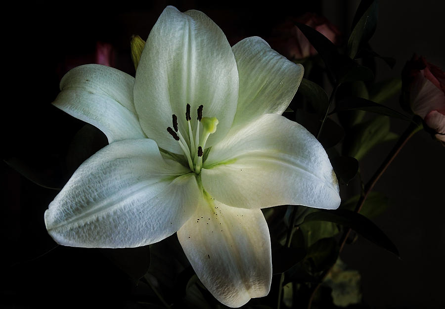 Flower Photograph - Glowing by Elaine Malott