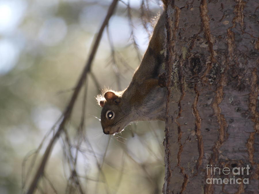 Glowing Eyed Squirrel Photograph by Vivian Martin