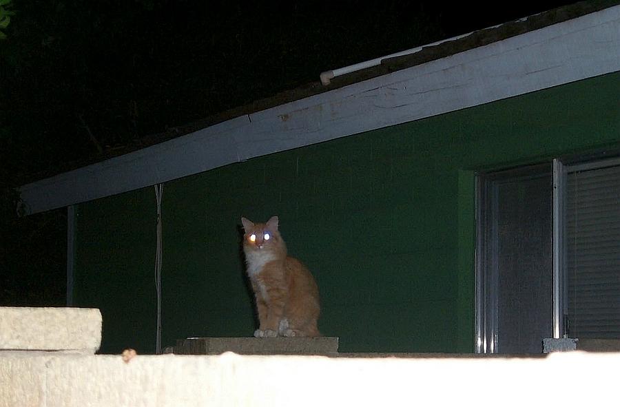 Glowing Eyes of Captured Cat Photograph by Stanley Morganstein