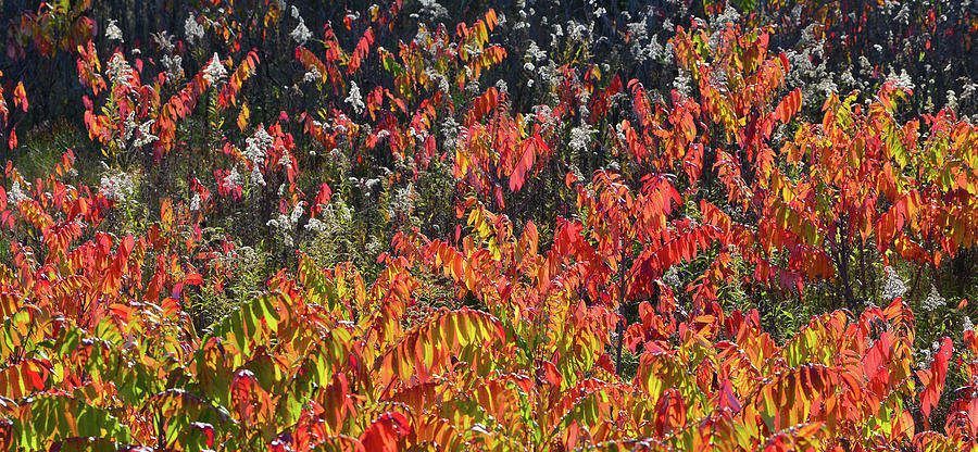 Glowing Fall Sumac along Wisconsin Interstate Photograph by Ray Mathis
