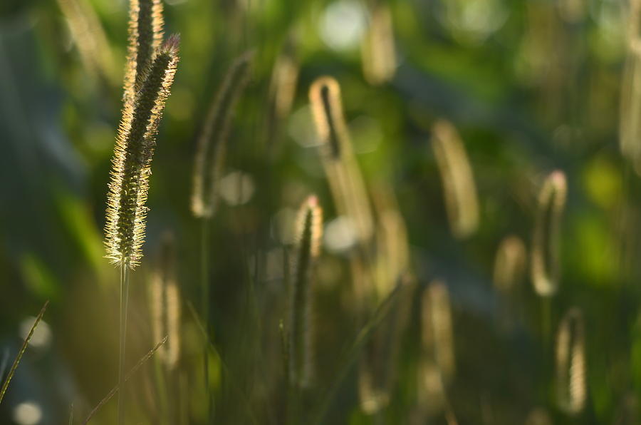 Glowing field grass Photograph by Codrina Miculit - Fine Art America