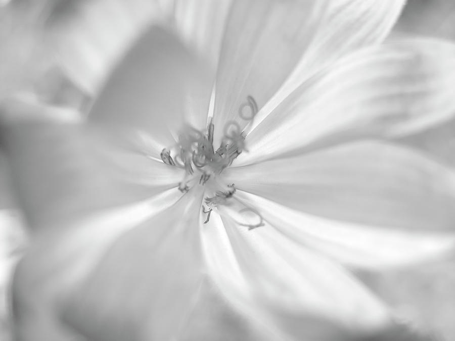 Glowing Flower, Black And White Photograph