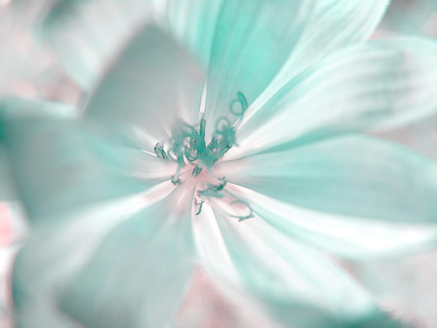 Glowing Flower, Mint Digital Art