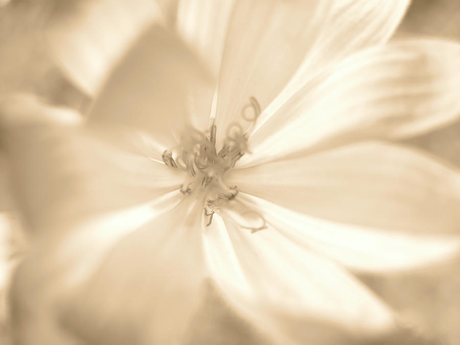 Glowing Flower, Sepia Photograph