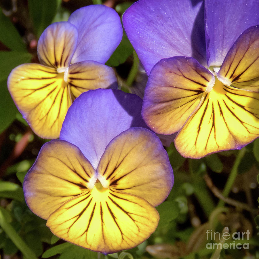 Glowing Flowers Photograph by Cheryl Del Toro