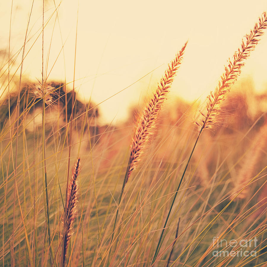 Glowing Fountain Grass - Hipster Photo Square by Charmian Vistaunet Glowing Fountain Grass - Hipster Photo Square by Charmian Vistaunet