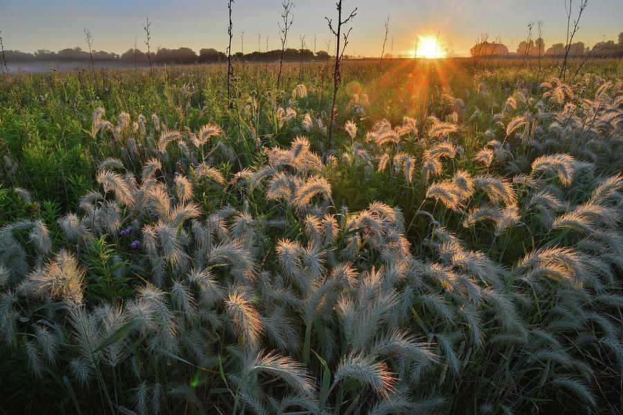 Glowing Fox Tails Along Solon Road in Glacial Park Photograph by Ray Mathis
