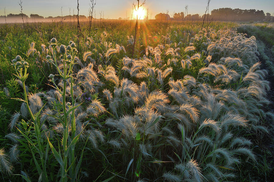 Glowing Fox Tails in Glacial Park Photograph by Ray Mathis