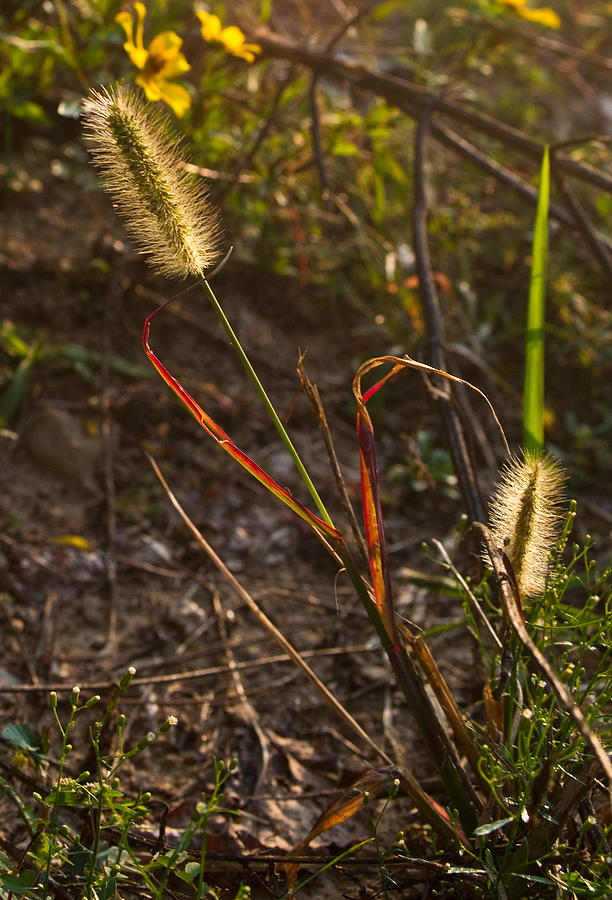 Flower Photograph - Glowing Foxtails by Douglas Barnett