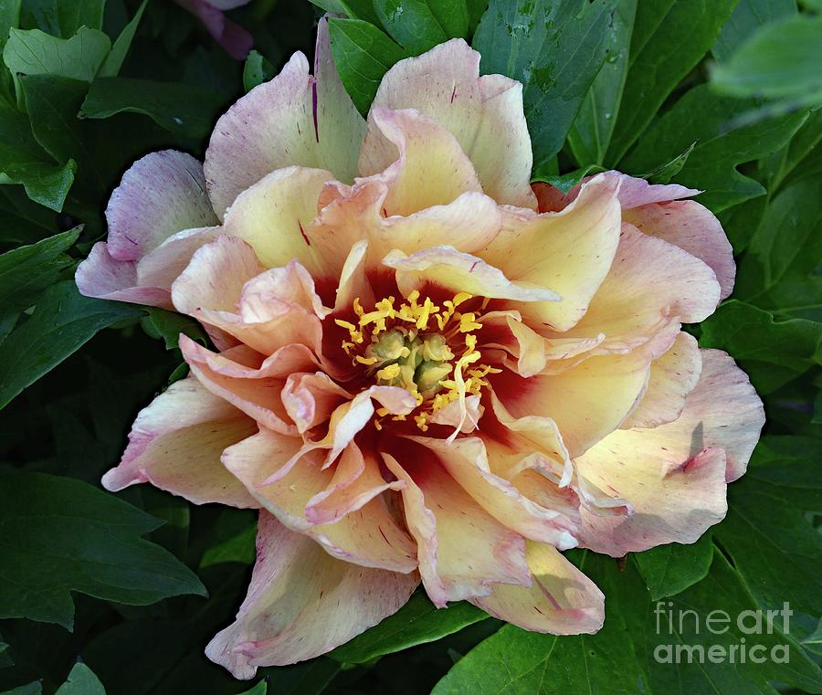 Glowing From Within - Kopper Kettle Peony Photograph