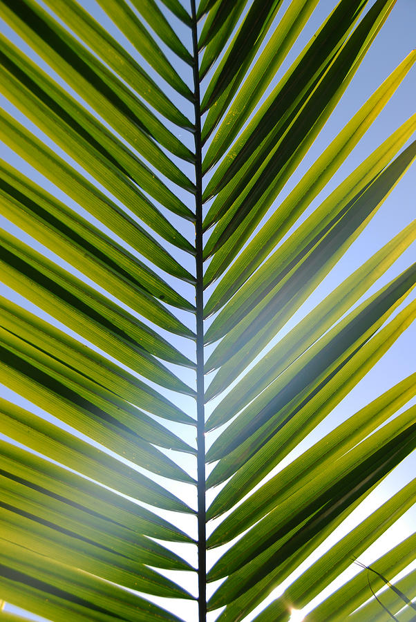 Glowing Frond Photograph by Kelly Wade
