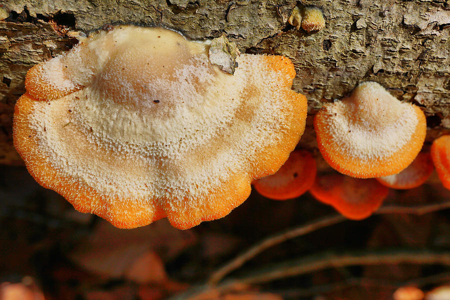 Glowing fungi Photograph by Lilia S