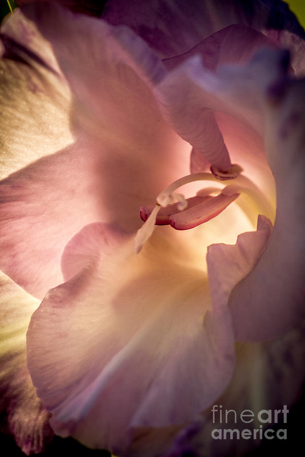 Inspirational Photograph - Glowing Glad by Robert Bales