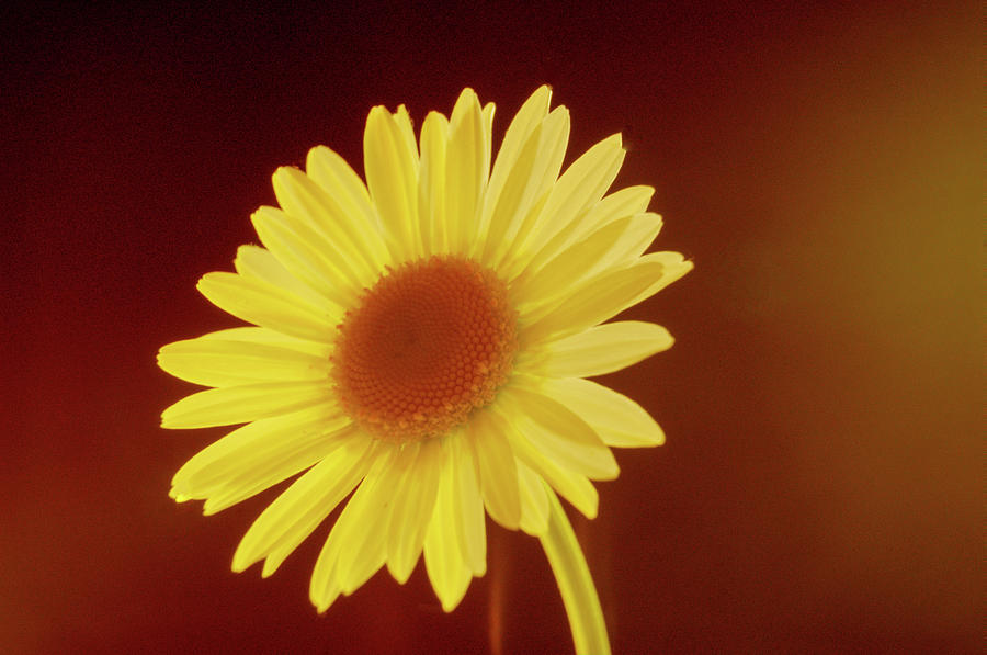 Daisy Photograph - Glowing Golden Daisy by Douglas Barnett