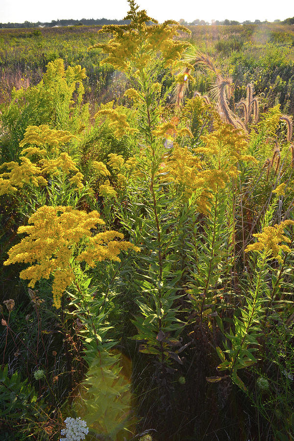 Glowing Goldenrod in Kishwaukee Headwaters Photograph by Ray Mathis