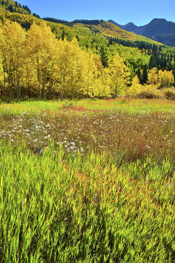 Glowing Grasses And Aspens Photograph