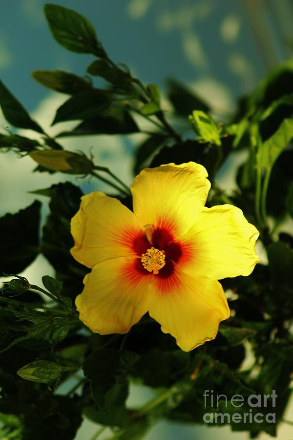 Glowing Hibiscus Photograph by Craig Wood
