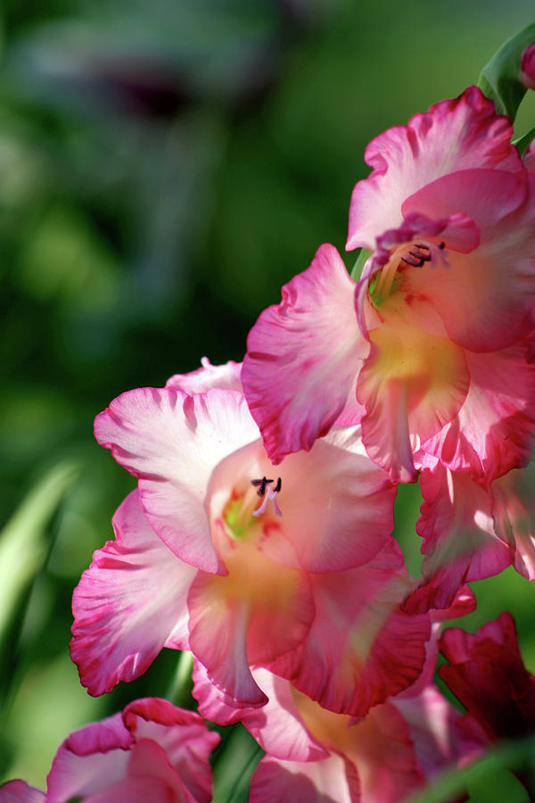 Glowing Hot Pink and Yellow Gladiolus 3048 H_2 Photograph by Steven Ward