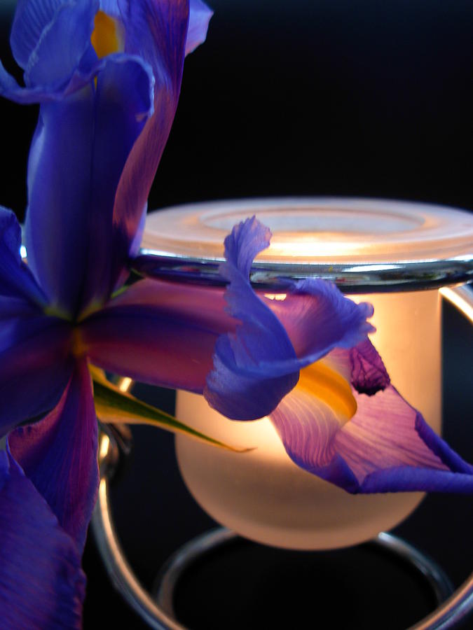 Flower Photograph - Glowing Iris by Amanda Vouglas