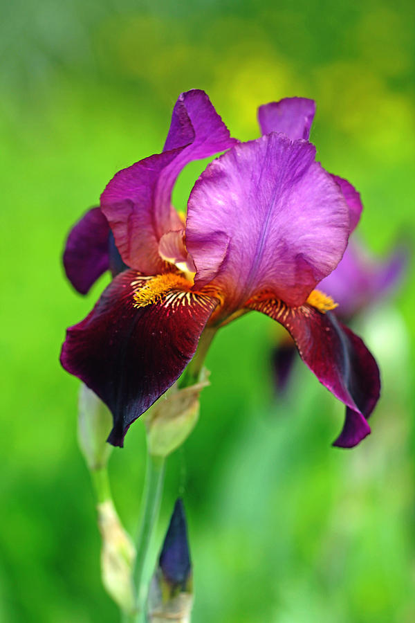 Iris Photograph - Glowing Iris by Debbie Oppermann