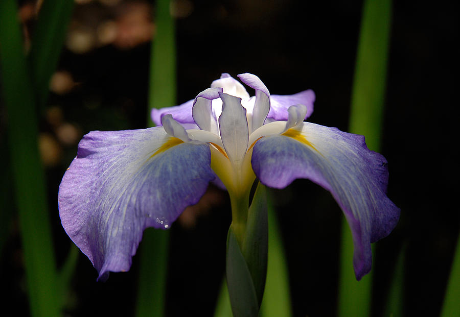 Glowing Iris Photograph by Marie Hicks
