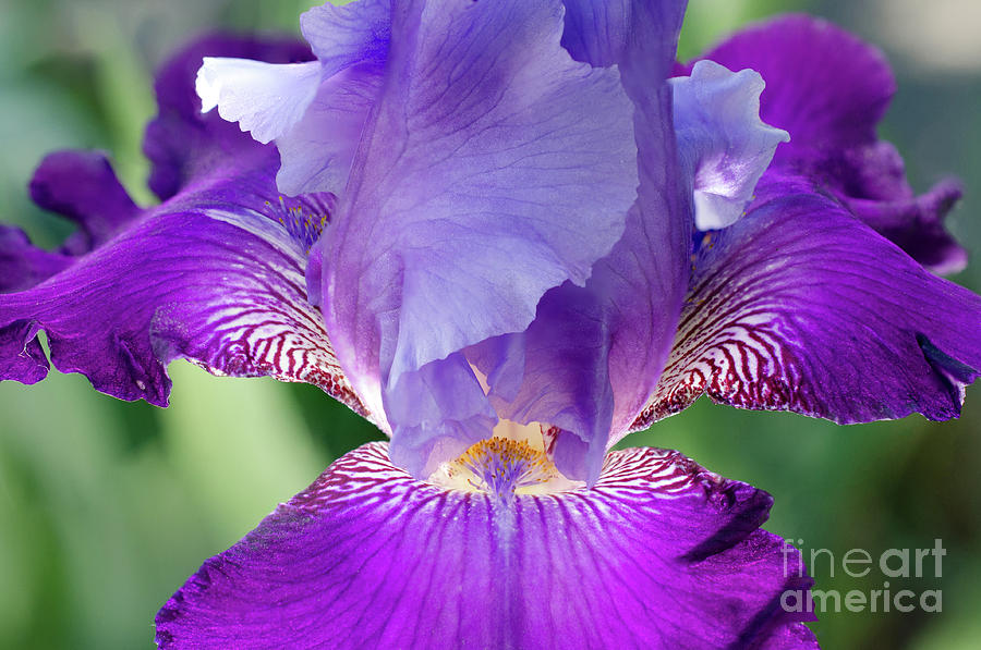 Glowing Iris Floral / Botanical / Nature Photograph Photograph by PIPA Fine Art - Simply Solid