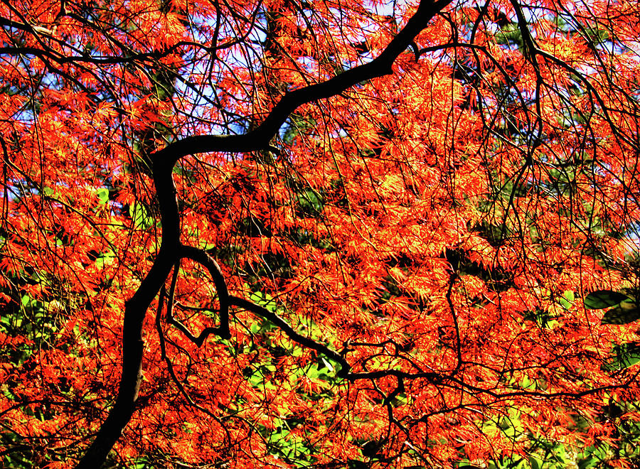 Glowing Japanese Maple Photograph by Carolyn Derstine