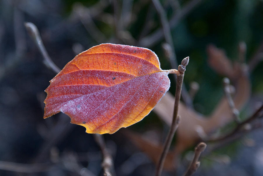 Glowing Leaf Photograph by Douglas Barnett