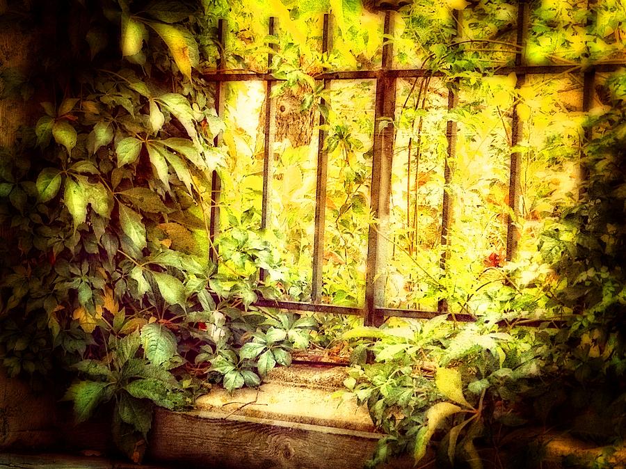 Glowing leaf window Photograph by Elizabeth Mix - Fine Art America