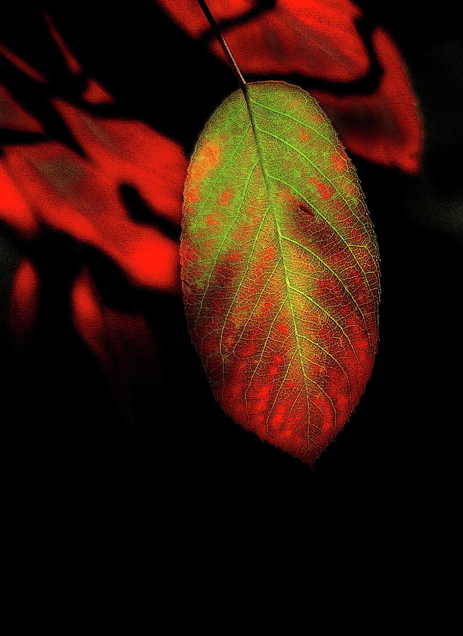Glowing Leaves Photograph by Ian Sanders