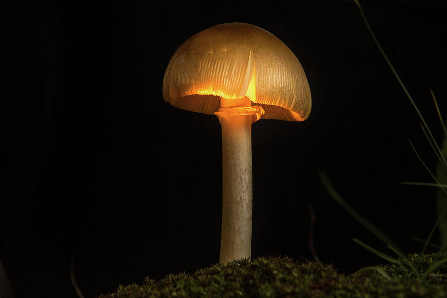 Glowing Lighted Mushroom 3 Photograph by Douglas Barnett