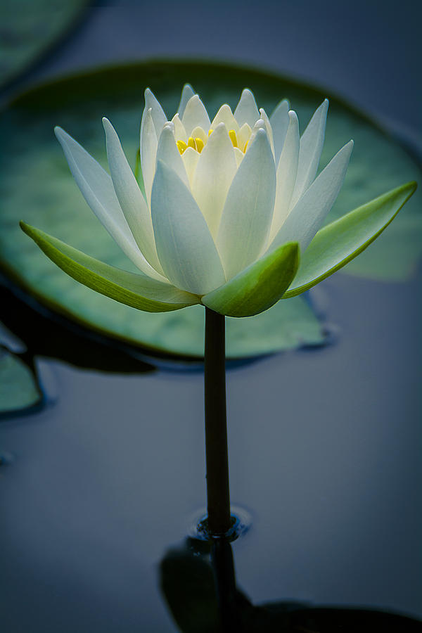 Glowing Lily Photograph by Andy Smetzer