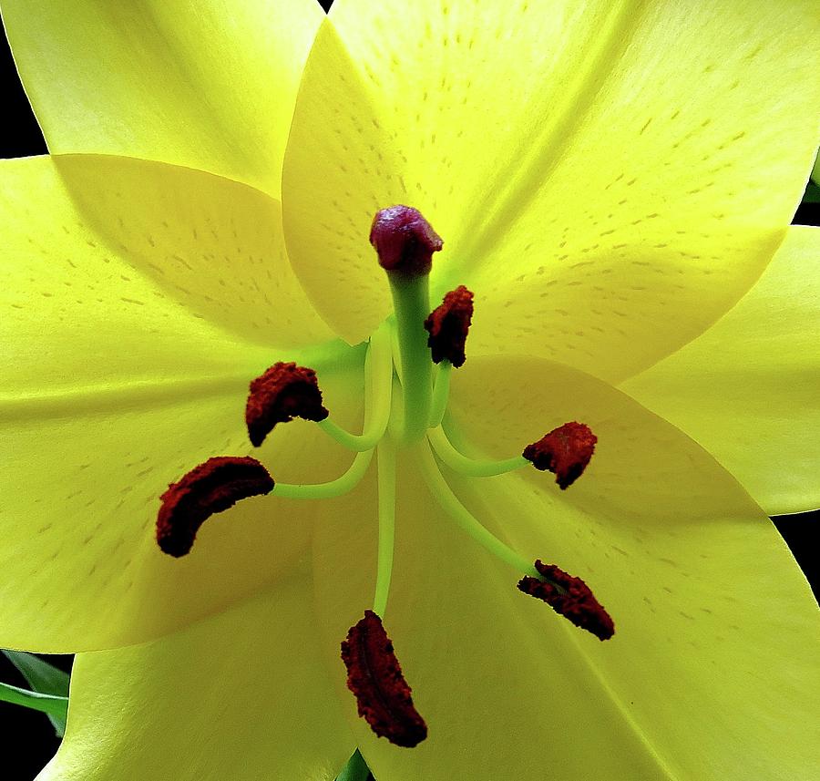 Glowing Lily Photograph by Linda Stern