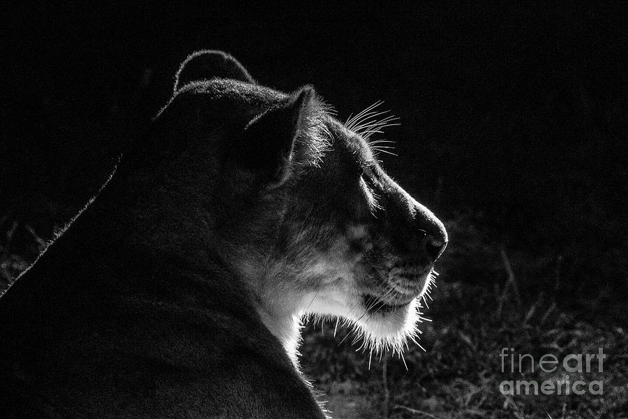 Glowing Lioness Photograph by Jennifer Ludlum