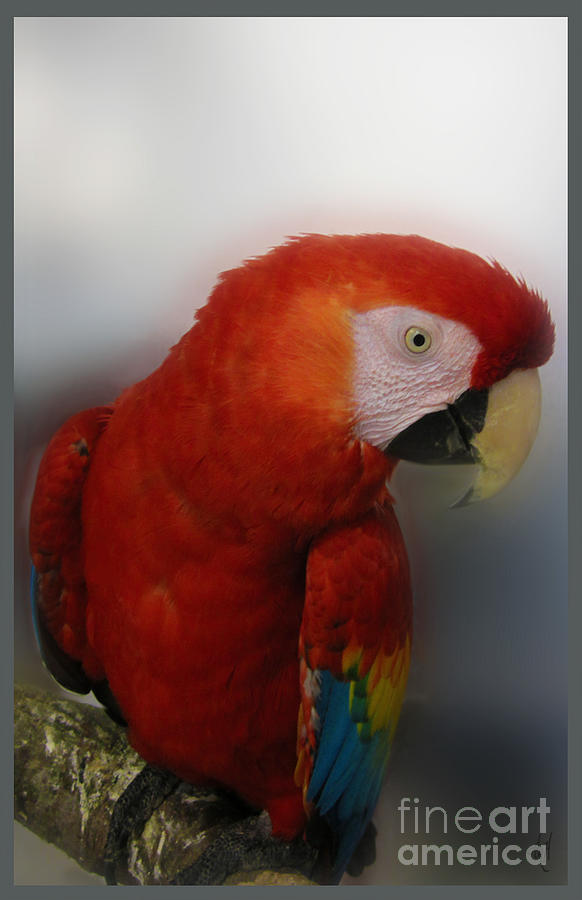 Gentle Scarlet Macaw Photograph by Victoria Harrington