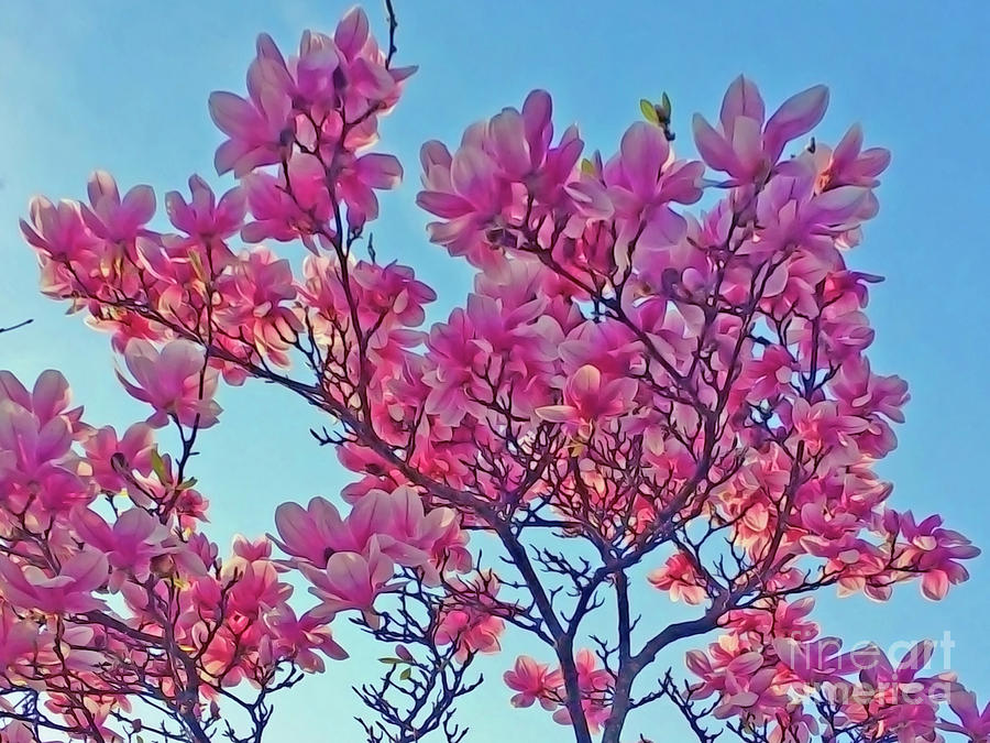 Glowing Magnolia Photograph by Jasna Dragun