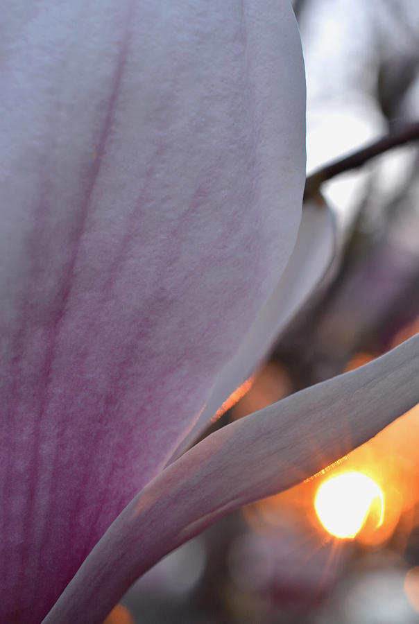Glowing Magnolia Photograph by Richard Andrews