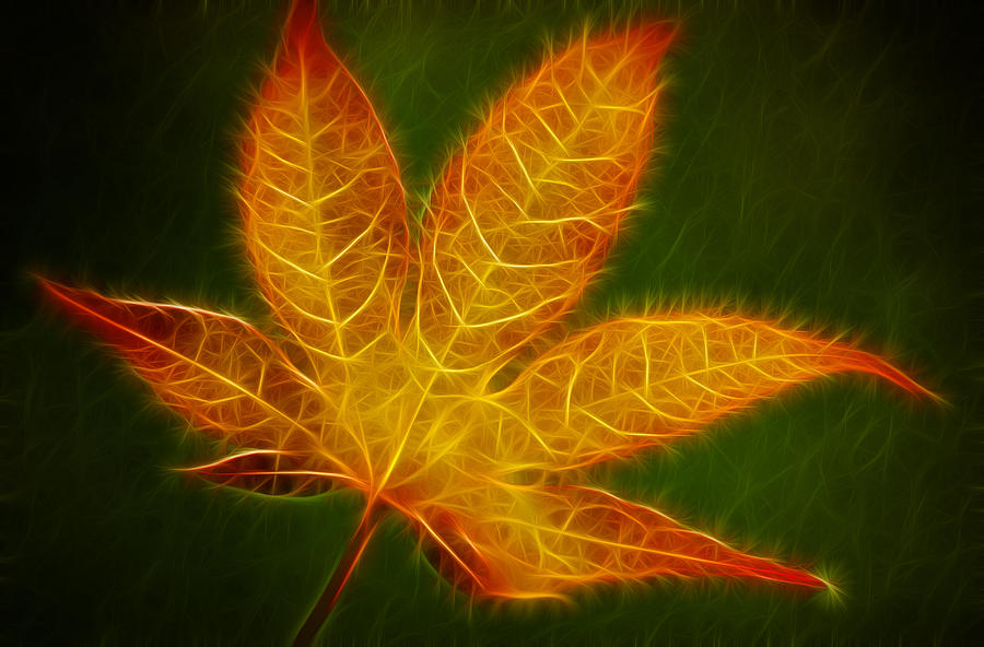 Glowing Maple Leaf Photograph