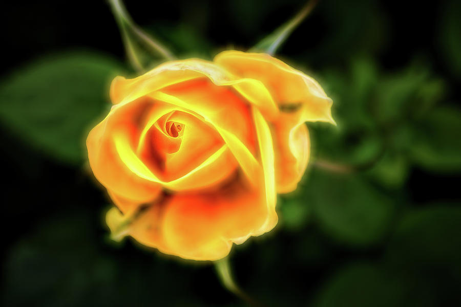 Glowing Miniature Rose Photograph by Don Johnson
