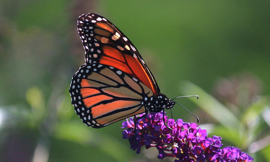 Glowing Monarch Butterfly Photograph by Rosanne Jordan | Fine Art America