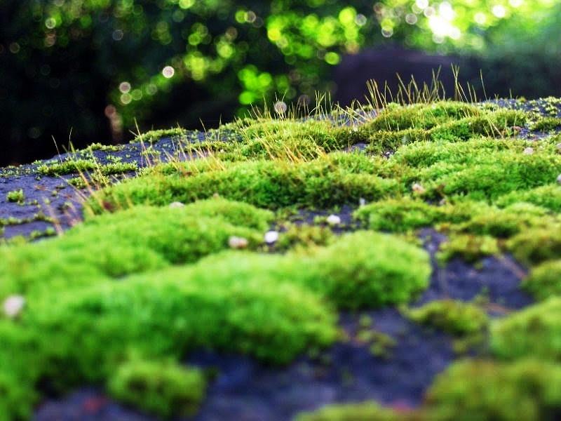 Glowing moss Photograph by M Gabo