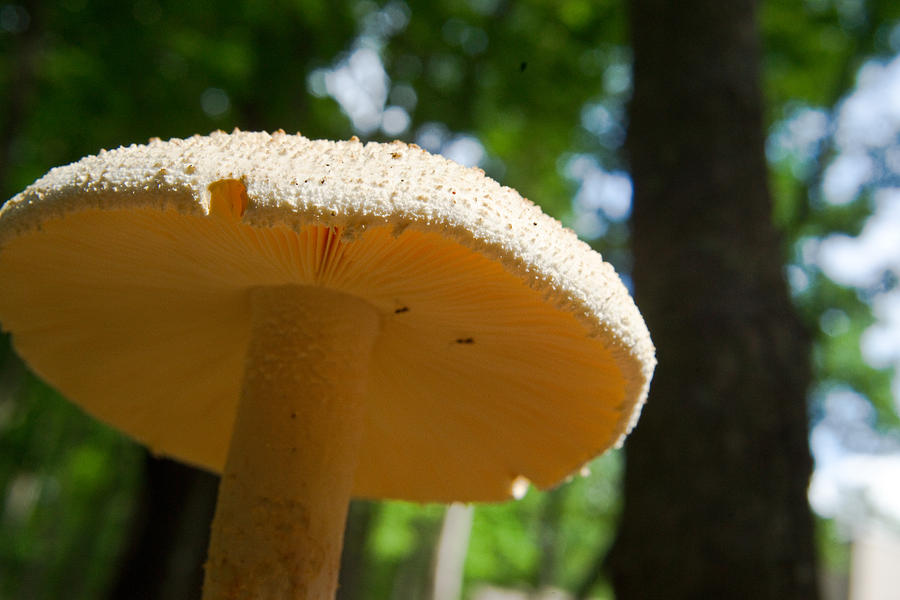 Glowing Mushroom Cap Photograph by Douglas Barnett