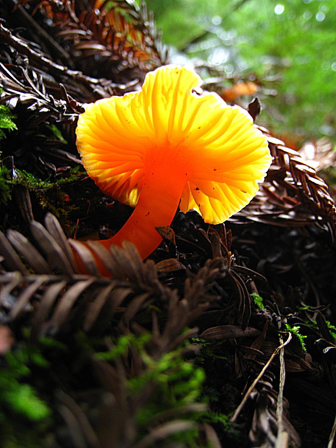 Glowing Mushroom Photograph by John King I I I